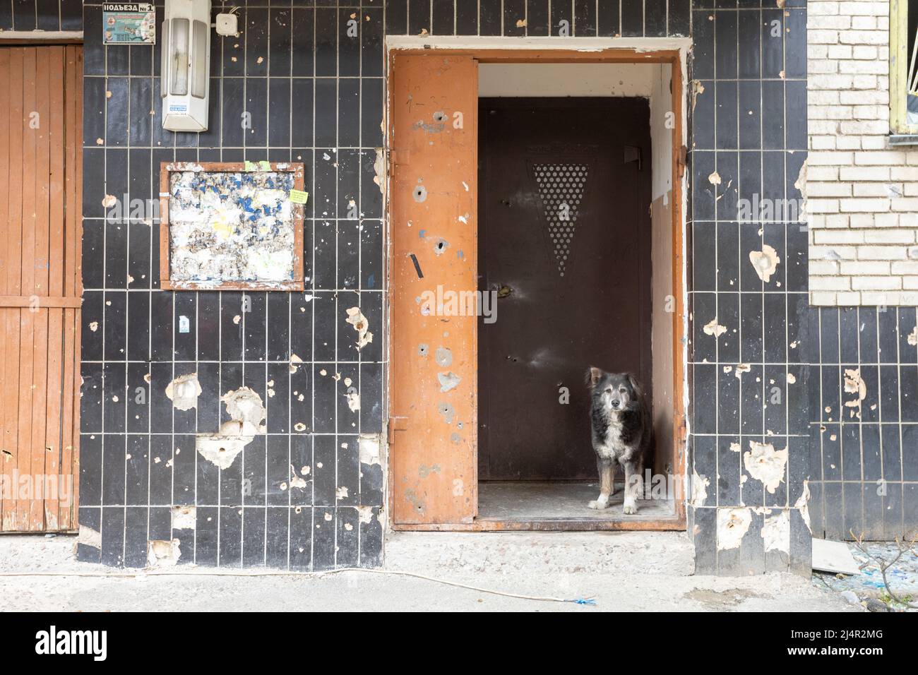 Il cane solitario ​​at l'ingresso sgusciato della casa. Guerra della Russia contro l'Ucraina. Foto Stock