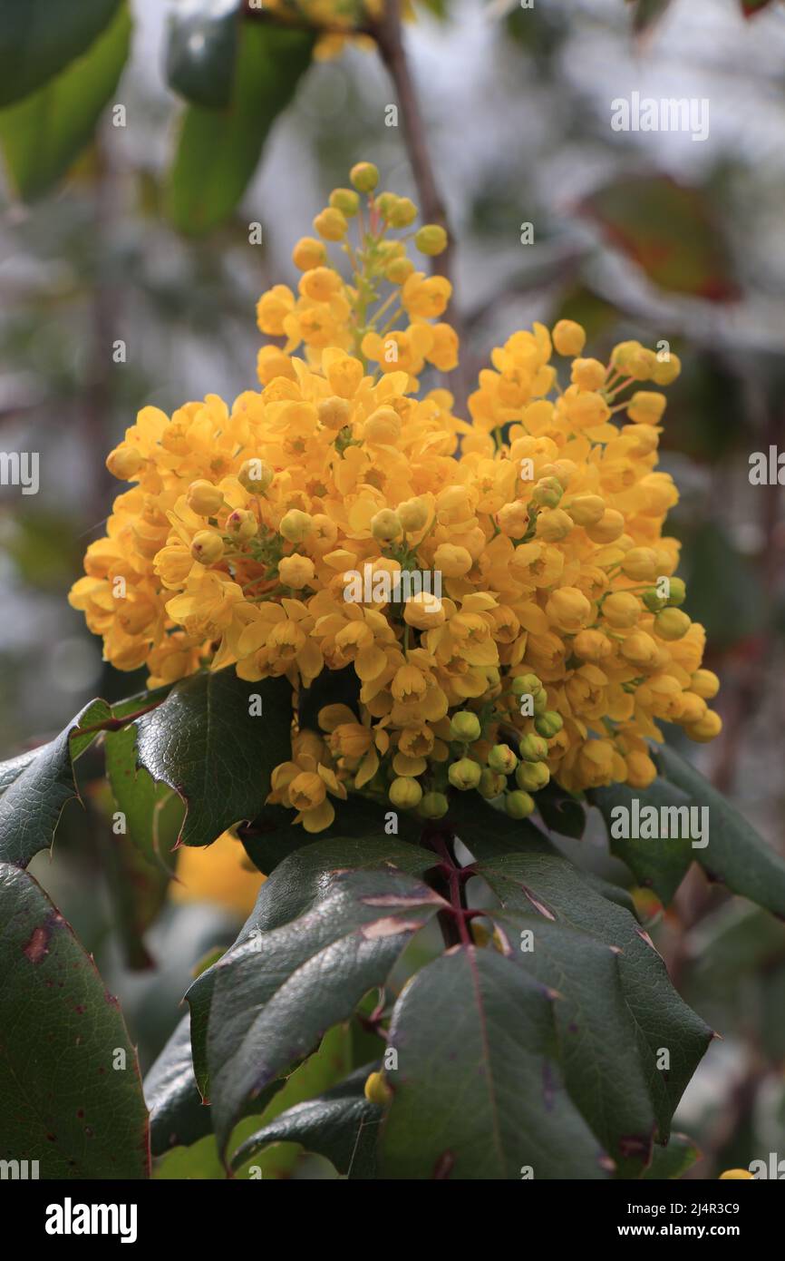 Berberis aquifolium Pursh Foto Stock