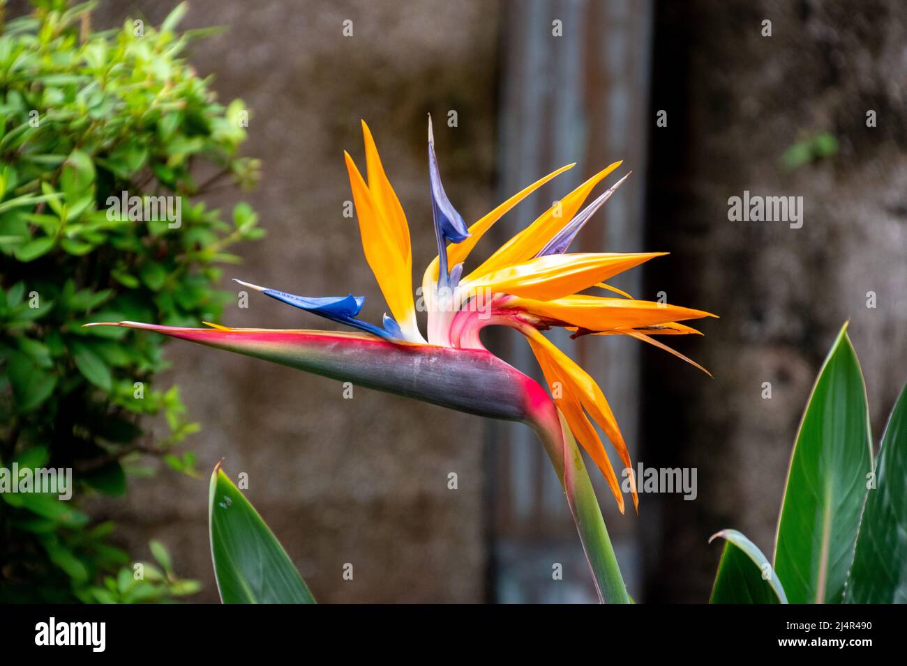 Un uccello di paradiso fiore Foto Stock