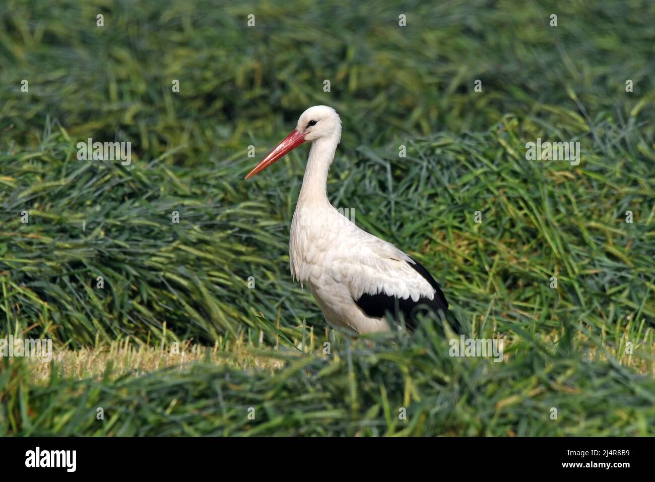 Cicogna bianca in un campo di grano appena arato Foto Stock