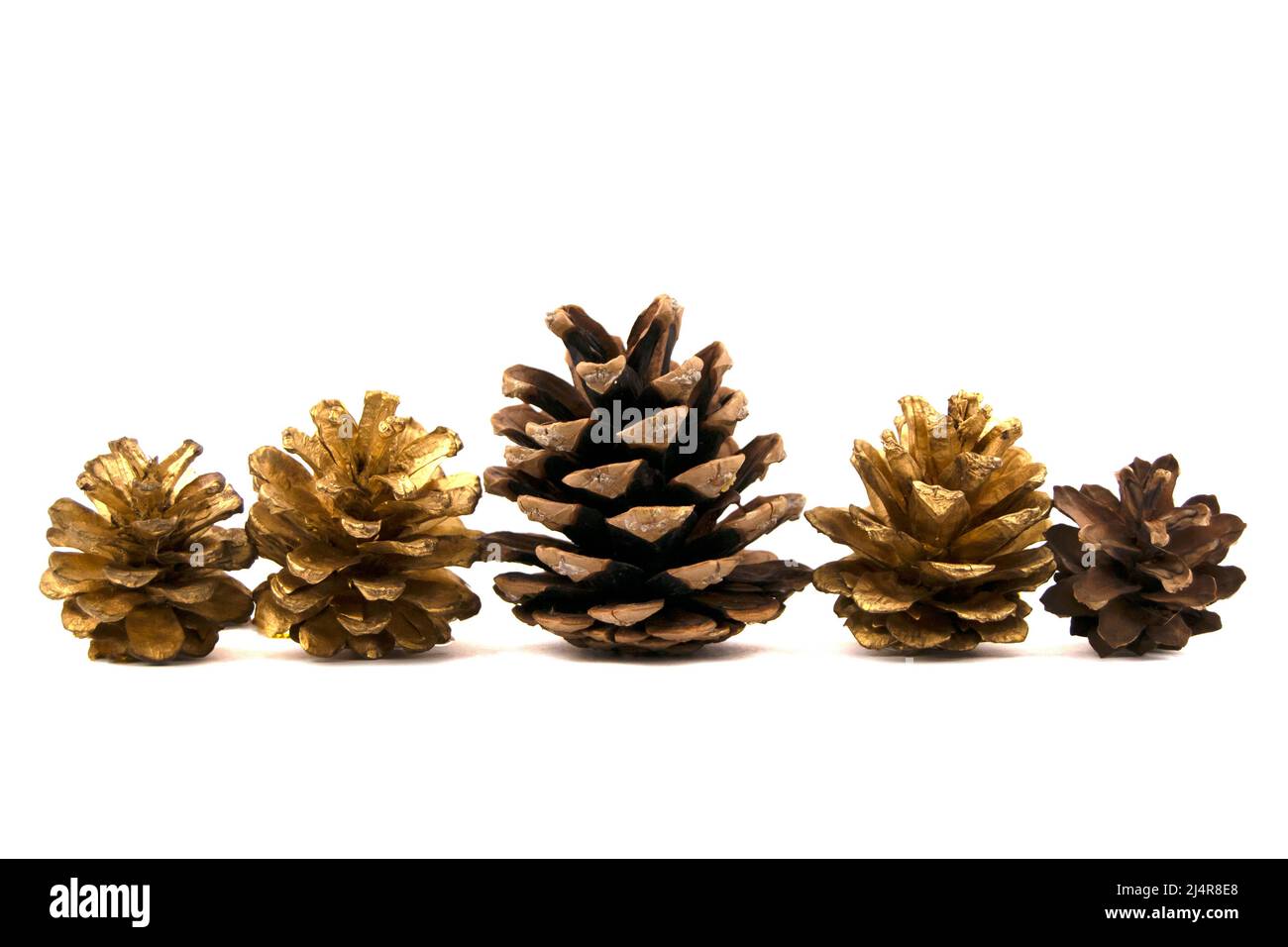 Grande gruppo di coni vari alberi di conifere isolati su sfondo bianco Foto Stock