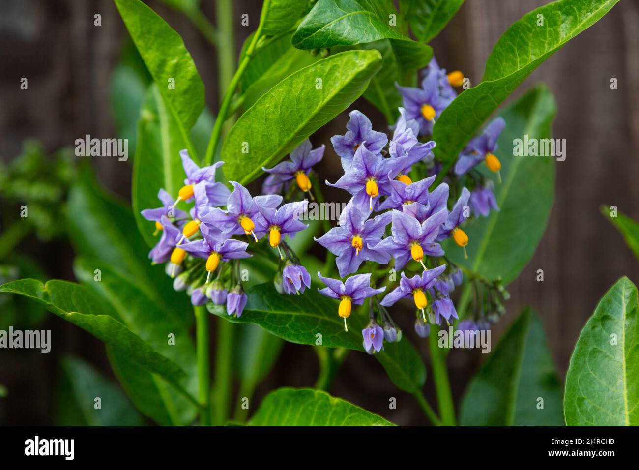 Solanum crispum, Glasnevin, arbusto da arrampicata semi-sempreverde, giardino britannico Foto Stock