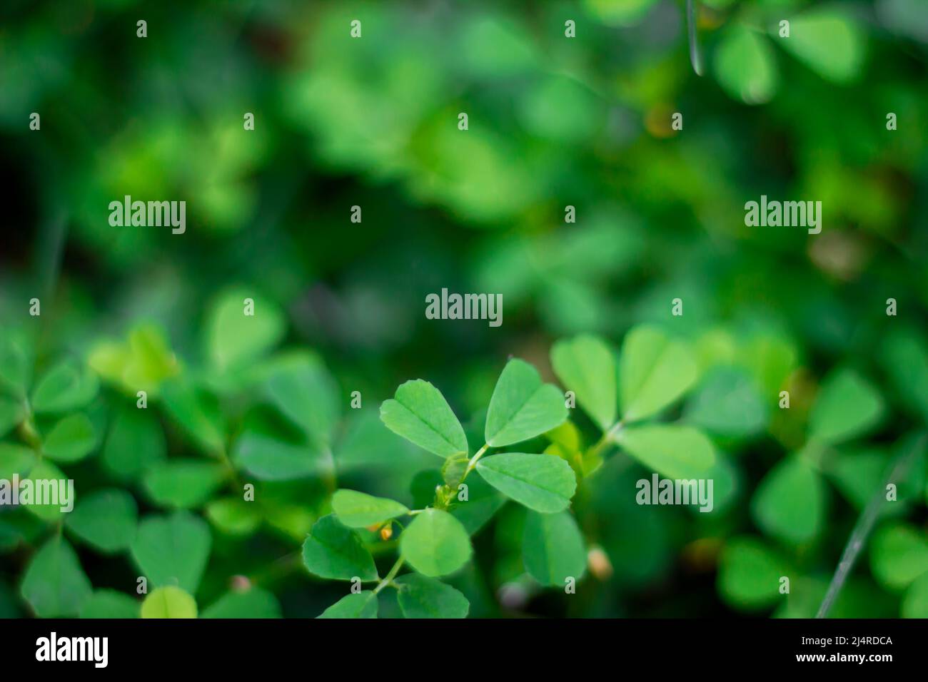 Trifoglio a tre foglie in primavera. Ritratto di Lucky Clover con fuoco selettivo nel suo ambiente naturale Foto Stock