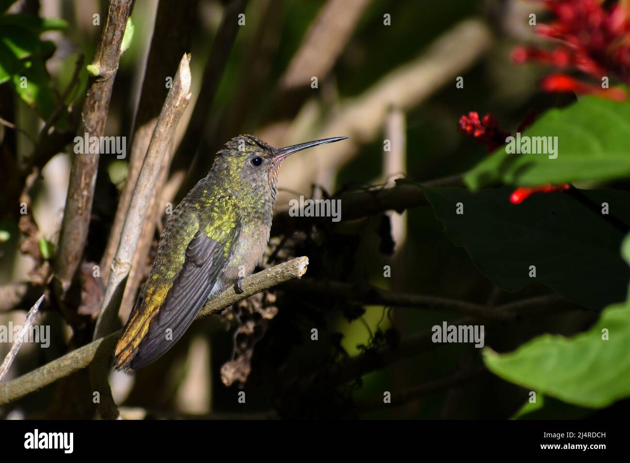 Zaffiro dorato (Hylocaris chrysura), noto anche come colibrì dorato, visto nella città di Buenos Aires Foto Stock