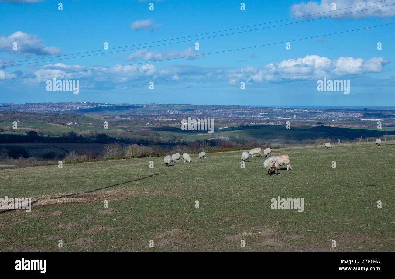 Vista sulla campagna aperta da Charlaw Fell, contea di Durham all'inizio della primavera Foto Stock