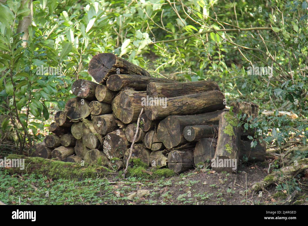 Una pila di tronchi di legno sinistra come un Habitat di insetto naturale. Foto Stock