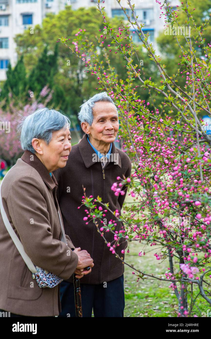 Senior Woman e uomo che guardano e ammirano i fiori. Una coppia anziana, di 80 anni, sta godendo di guardare fiori di ciliegia rosa in una giornata di primavera. Foto Stock