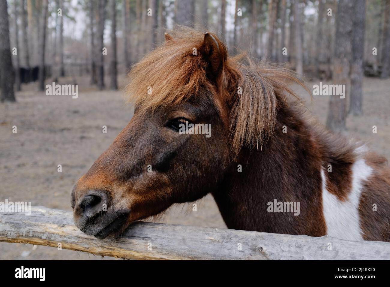 cavallo (pony) primo piano. animale concetto. cavallo (pony) nella foresta Foto Stock