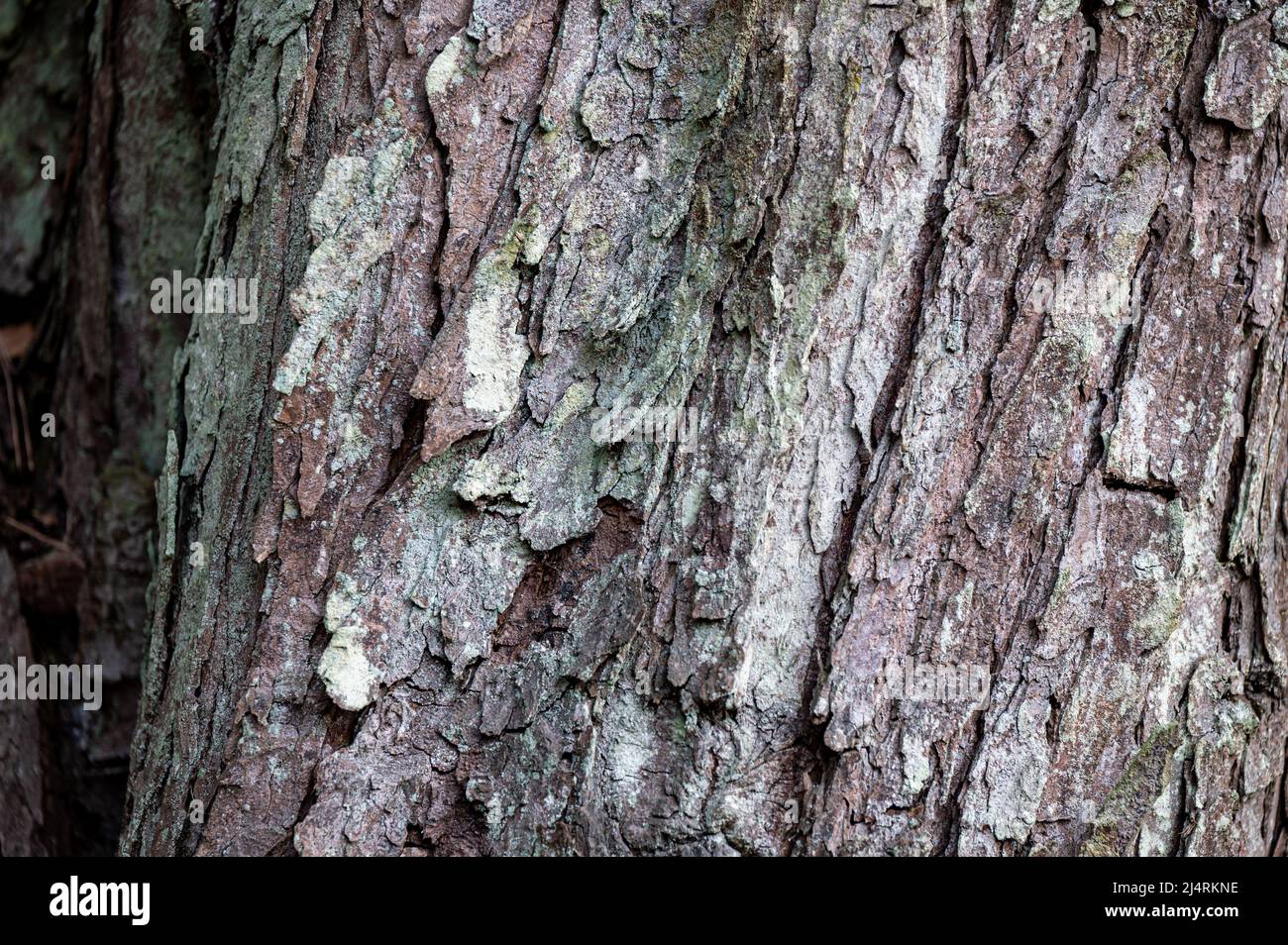 Sfondo da vecchia corteccia di legno. Castagno europeo, Aesculus hippocastanum. Foto Stock