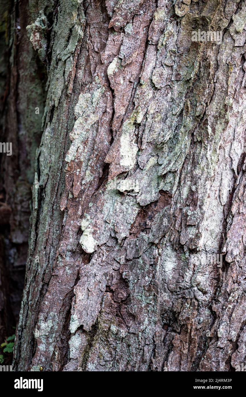 Sfondo da vecchia corteccia di legno. Castagno europeo, Aesculus hippocastanum. Foto Stock