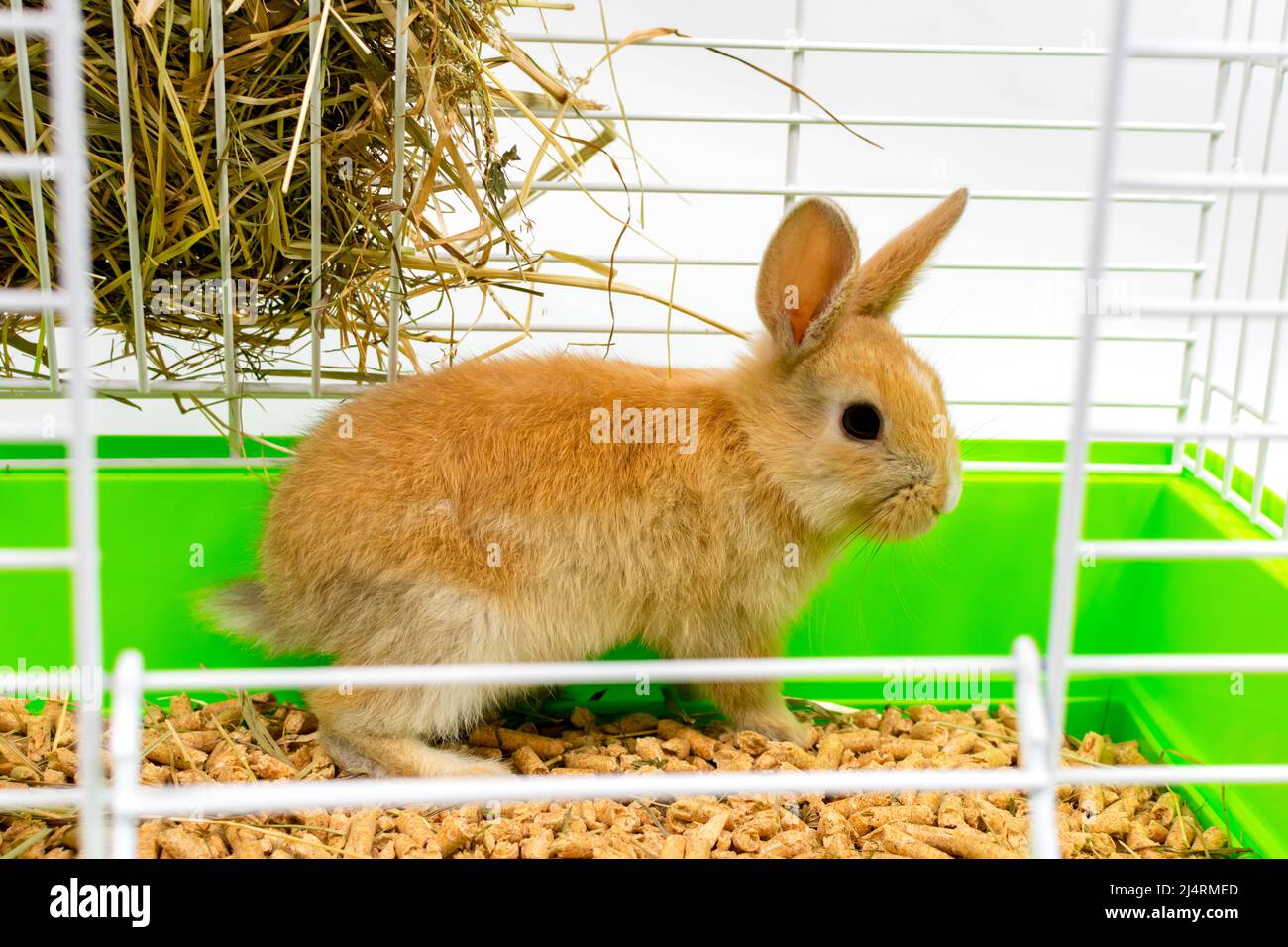 Coniglio rosso in una gabbia. Bellissimo animale domestico. Soffice animale, pelliccia. Foto Stock Coniglio rosso in una gabbia. Bellissimo animale domestico. Soffice animale, pelliccia. Foto Stock