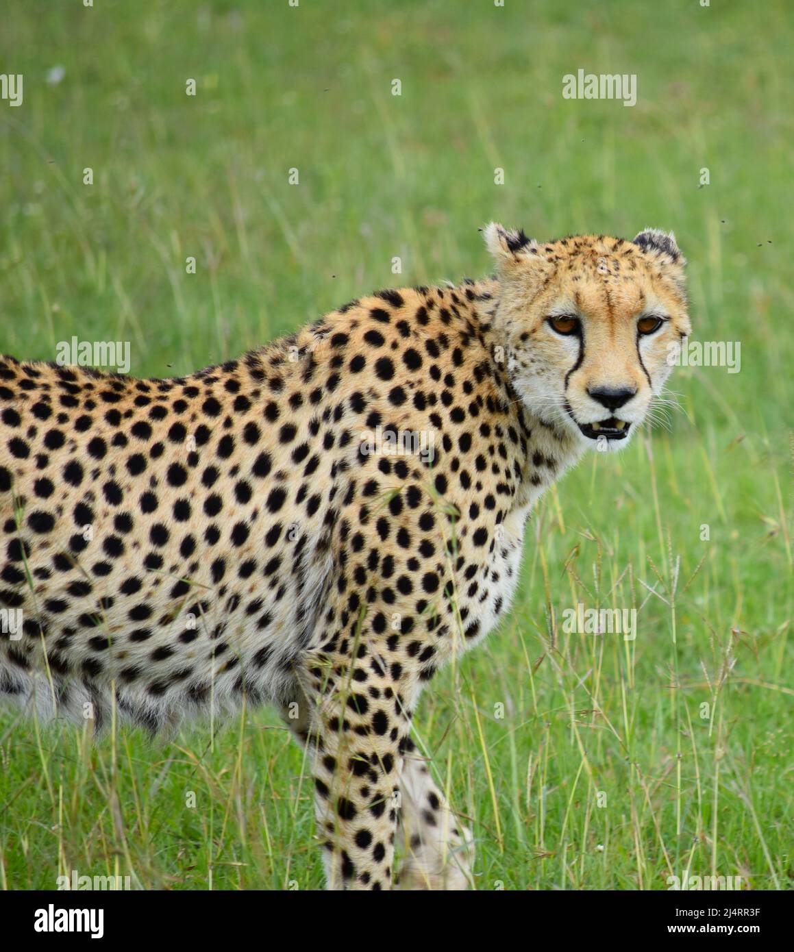 Ghepardo, Kenya Foto Stock