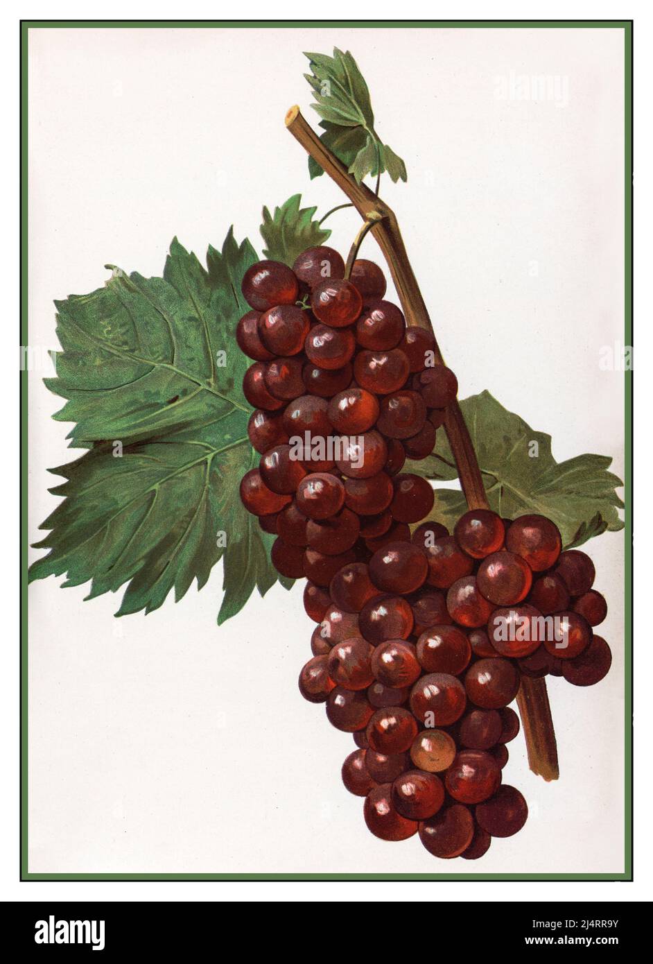 MUSCAT ROUGE Lithografia d'epoca 1890s di un mazzo maturo di uva Muscat Rouge de Madere sulla vite. Muscat Rouge de Madere è un'uva da vino bianco appartenente alla famiglia Moscato di Vitis vinifera. Il suo nome deriva dalla sua caratteristica dimensione di bacche e cluster stretti, e dal suo colore della pelle. Foto Stock