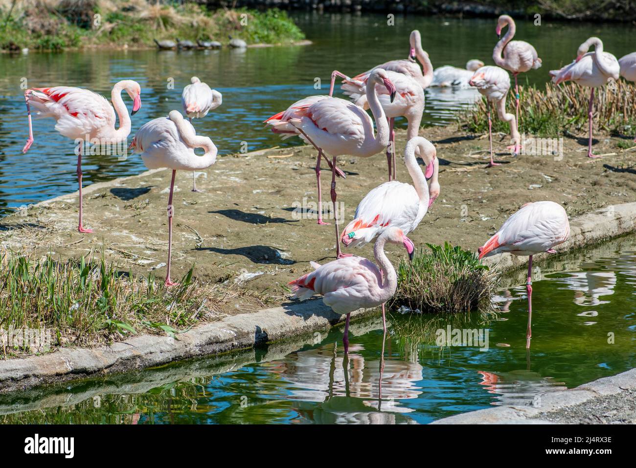 Gruppo di fenicotteri più grandi vicino ad uno stagno o ad una laguna, Roseus di Fenicopterus, specie diffusa e più grande della famiglia del fenicottero in Africa, India Foto Stock