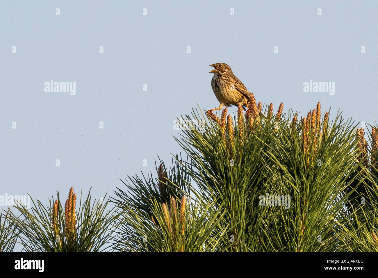 Un grappolo di mais (Emberiza calandra) che canta sulla cima di un pino durante una giornata di primavera. Nella stagione riproduttiva i maschi cantano su perches elevate a. Foto Stock