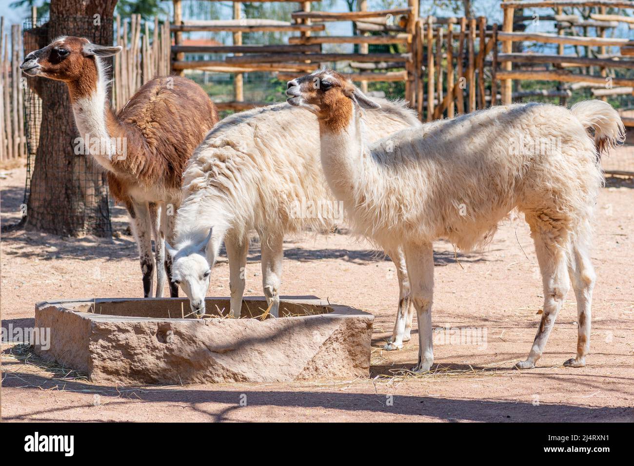 llama, camelide sudamericana addomesticata, ampiamente utilizzata come animale da carne e impacco dalle culture andine fin dall'era precolombiana in una fattoria Foto Stock