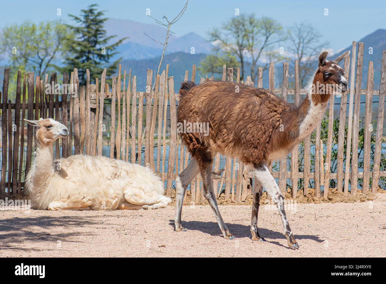 llama, camelide sudamericana addomesticata, ampiamente utilizzata come animale da carne e impacco dalle culture andine fin dall'era precolombiana in una fattoria Foto Stock