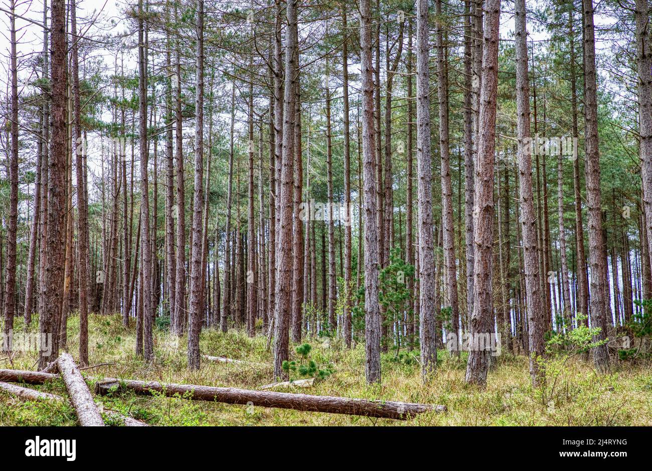 Newborough Forest, Anglesey, Galles nord-occidentale Foto Stock