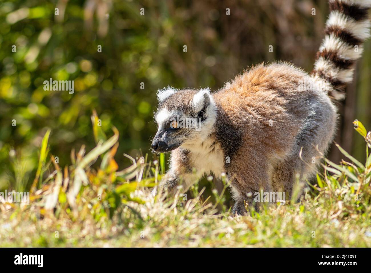 Lemuriformes, infrastruttura di primate che rientra sotto il sottordine Strepsirrhini. Comprende i lemuri del Madagascar, così come i galagos Foto Stock