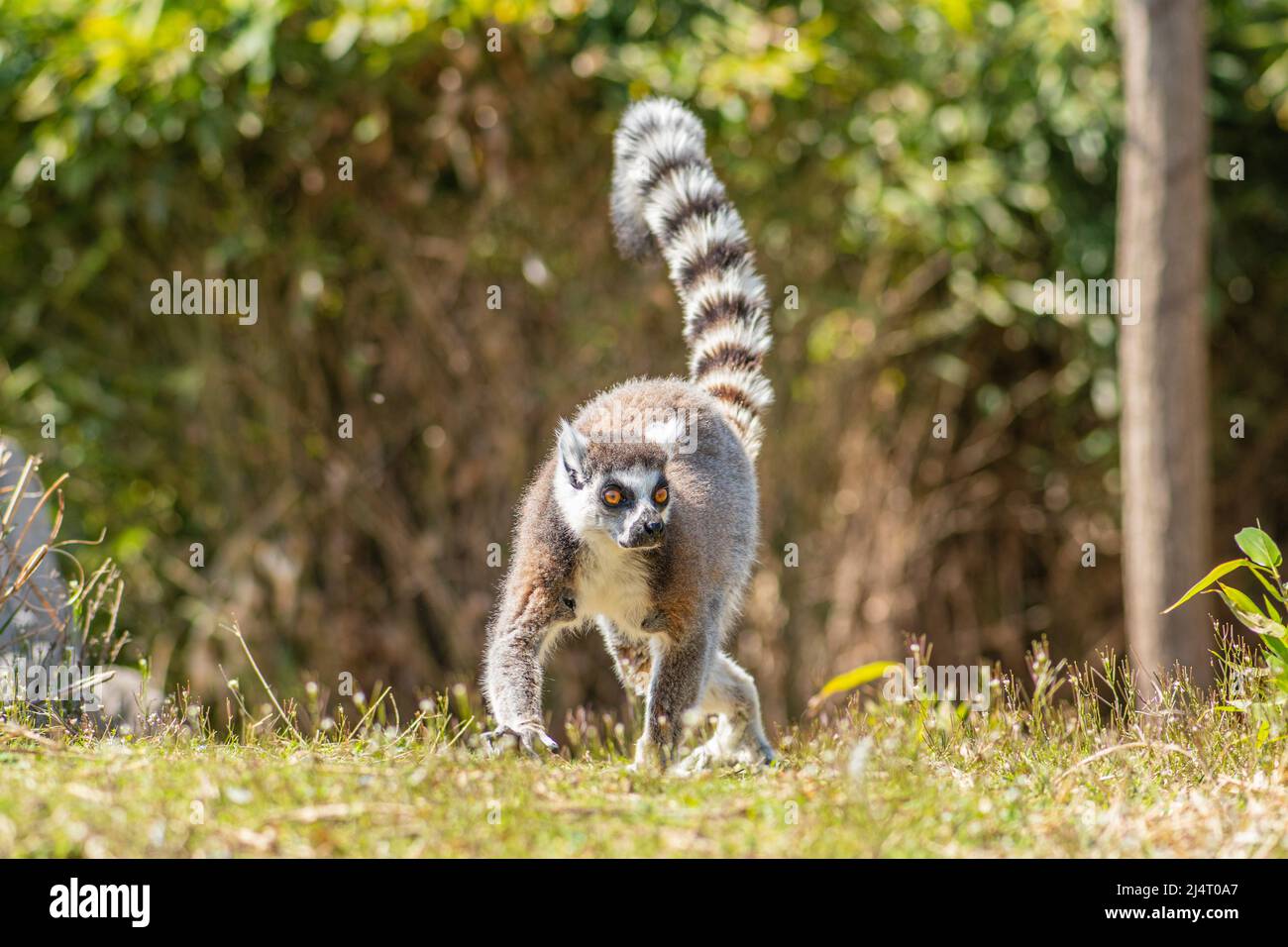 Lemuriformes, infrastruttura di primate che rientra sotto il sottordine Strepsirrhini. Comprende i lemuri del Madagascar, così come i galagos Foto Stock