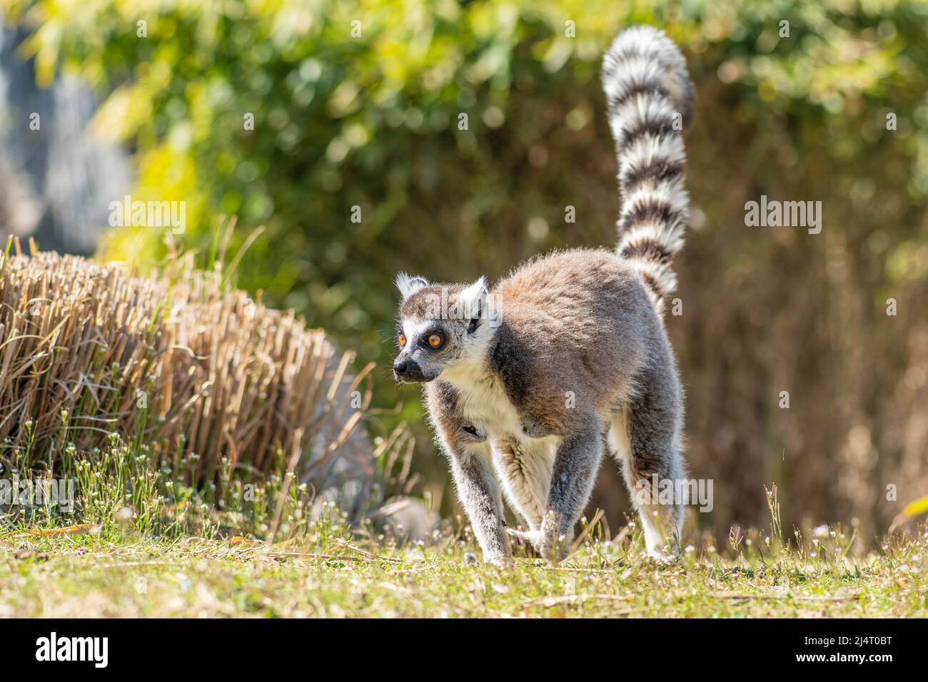 Lemuriformes, infrastruttura di primate che rientra sotto il sottordine Strepsirrhini. Comprende i lemuri del Madagascar, così come i galagos Foto Stock