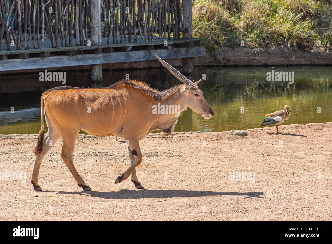 Il taurotragus oryx, conosciuto anche come la terra meridionale o antilope di terra, è un antilope di savana e pianure Foto Stock