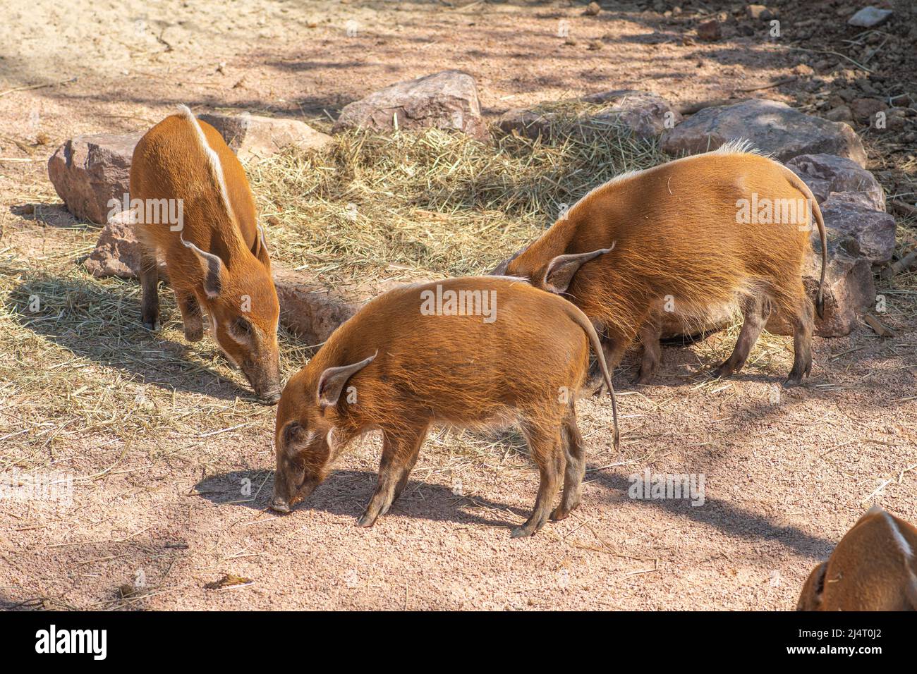 Boscimini, potamochoerus larvatus, membro della famiglia dei suini che abita foreste, boschi, vegetazione fluviale e zone coltivate a est e a sud Foto Stock