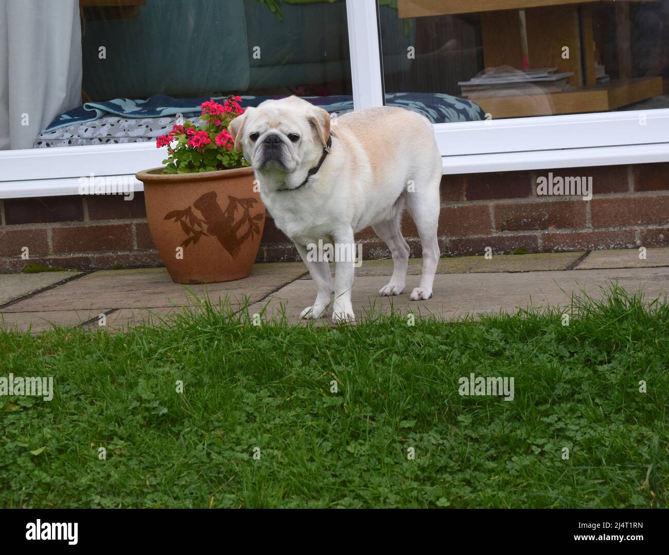 Il cane PUG sta camminando nel giardino. Foto Stock