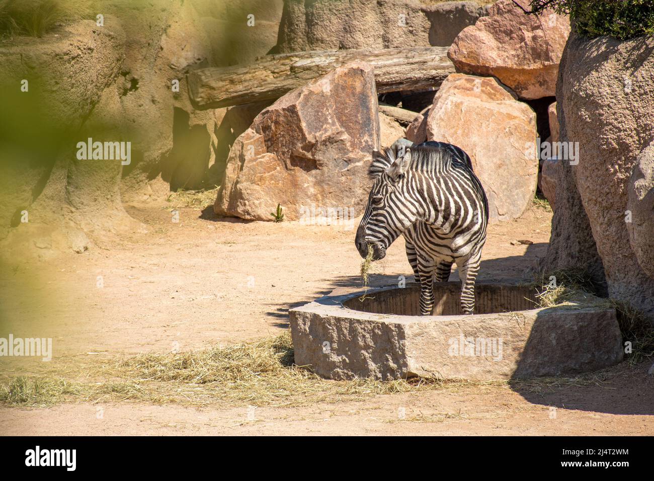 Belle pianure zebra o zebre che mangiano erba, ippotigris, equini africani con distintivi cappotti a strisce bianche e nere Foto Stock