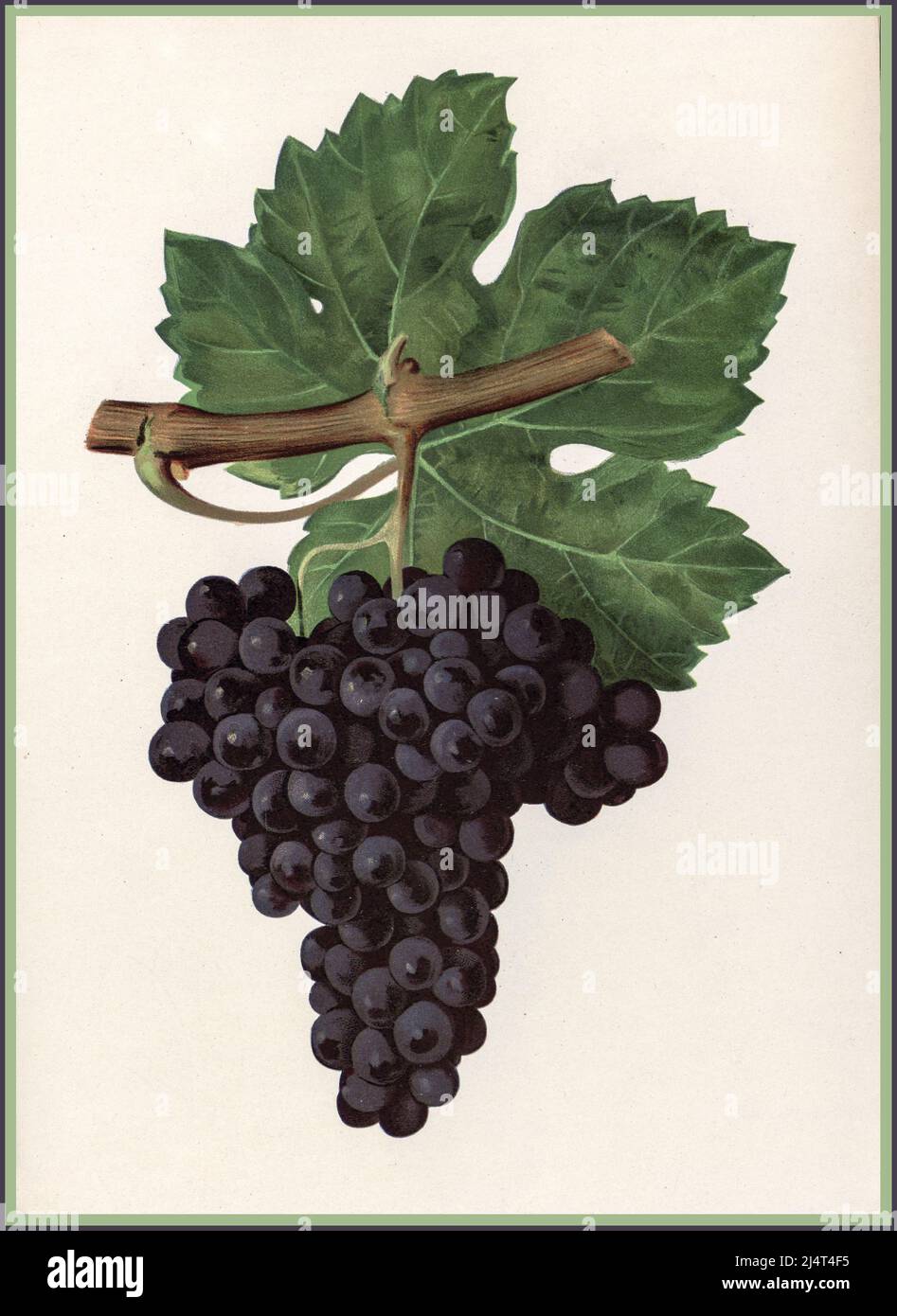 Litografia d'epoca di Cabernet Franc vino rosso maturo mazzo di uve sulla vite Foto Stock