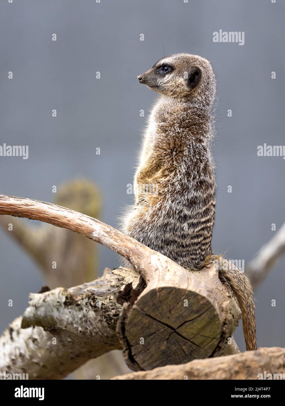 Un meerkat in piedi su un ramo di albero che tiene sotto controllo la sua sepoltura sotterranea Foto Stock