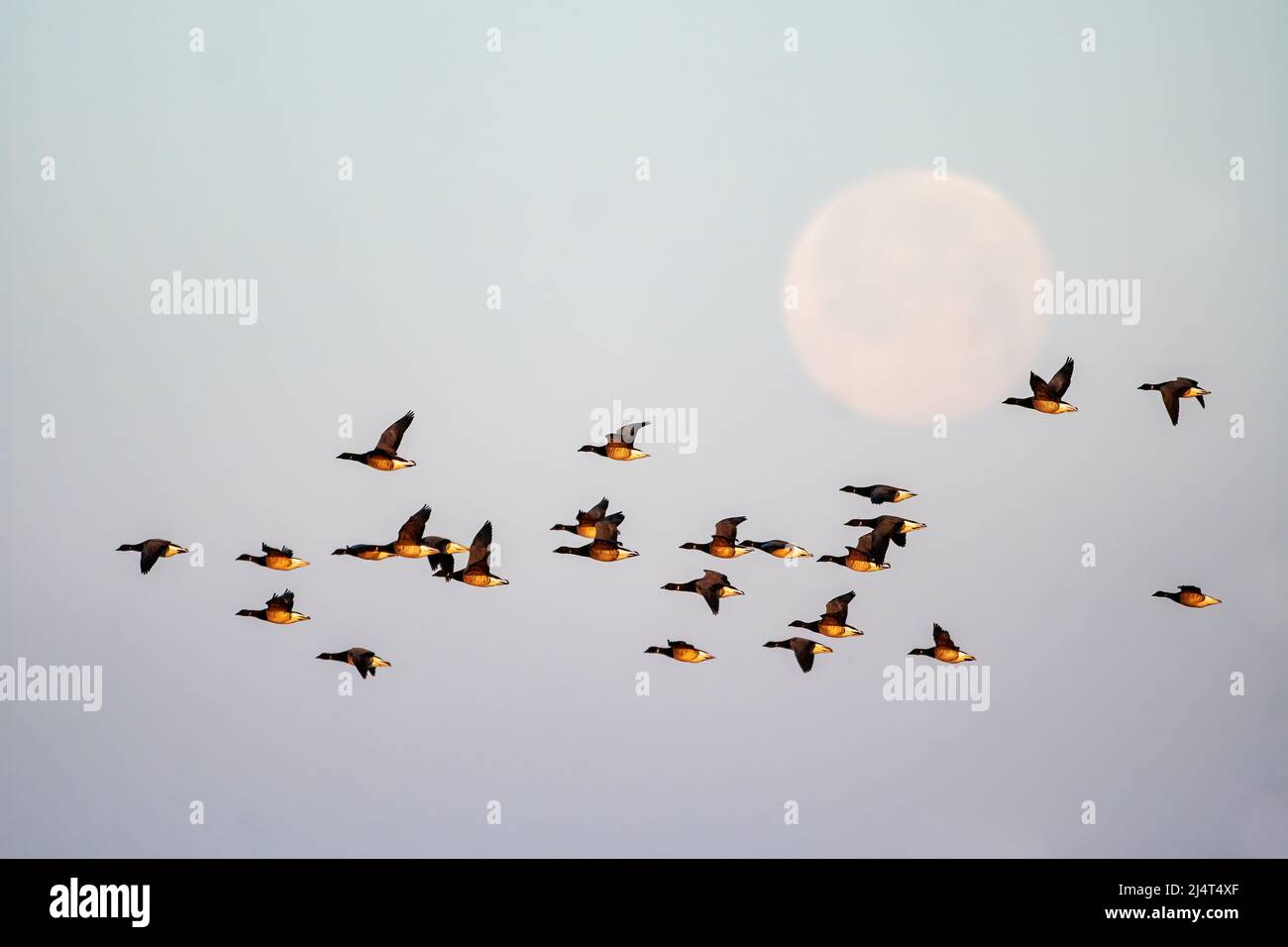 Mattina di Pasqua volo del Brent Atlantico illuminato all'alba con la Luna Pasquale impostata Foto Stock