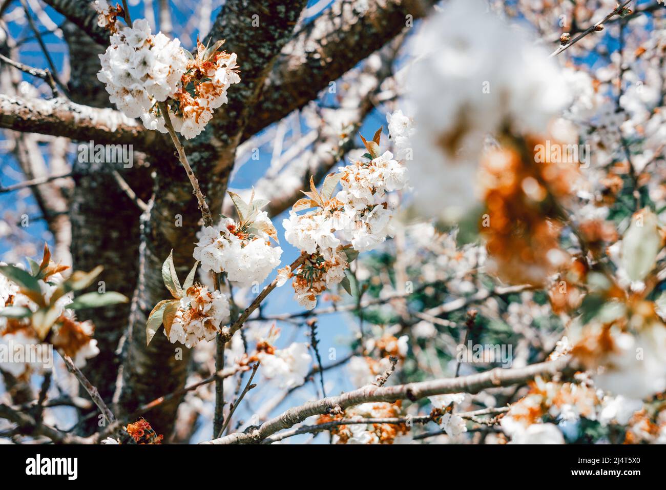 Fiori di ciliegio bianco che sbocciano sul ramo nella stagione primaverile contro il cielo blu Foto Stock