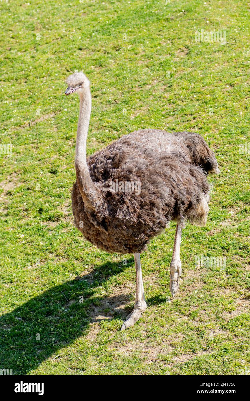 Struzzo comune o Struthio camelus, specie di uccello senza luce originaria di alcune grandi aree dell'Africa ed è la più grande specie di uccelli viventi Foto Stock