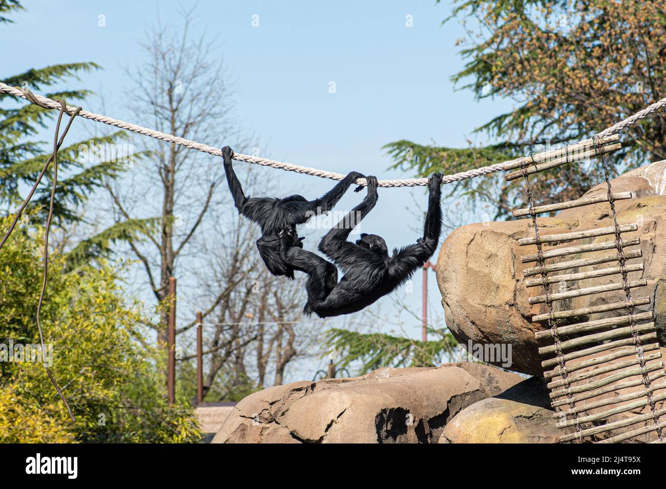Coppia di siamangs, arboreali, gibbons nero-furred nativi delle foreste di Indonesia, Malesia e Thailandia che giocano con una corda in uno zoo o parco Foto Stock