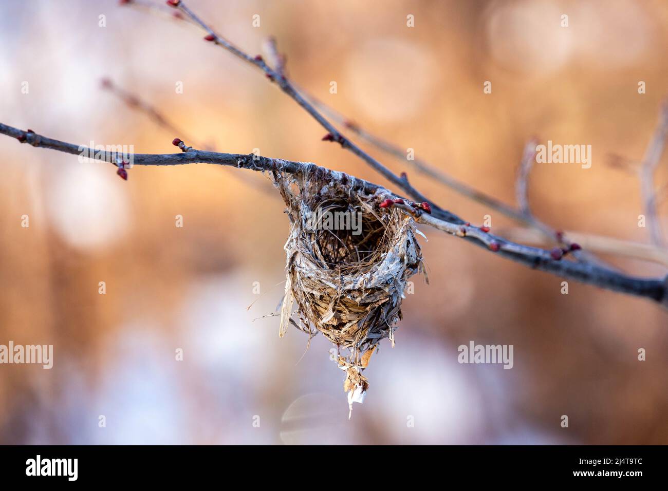 Nido di uccello attaccato ad un ramo con germogli in primavera, orizzontale Foto Stock