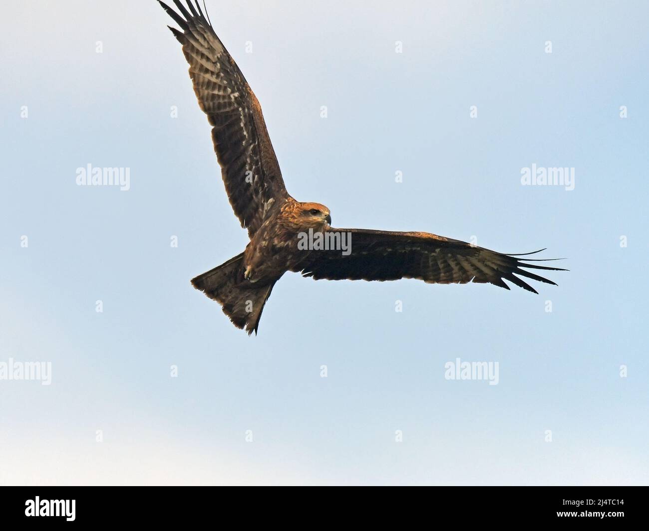 Nibbio battenti Foto Stock