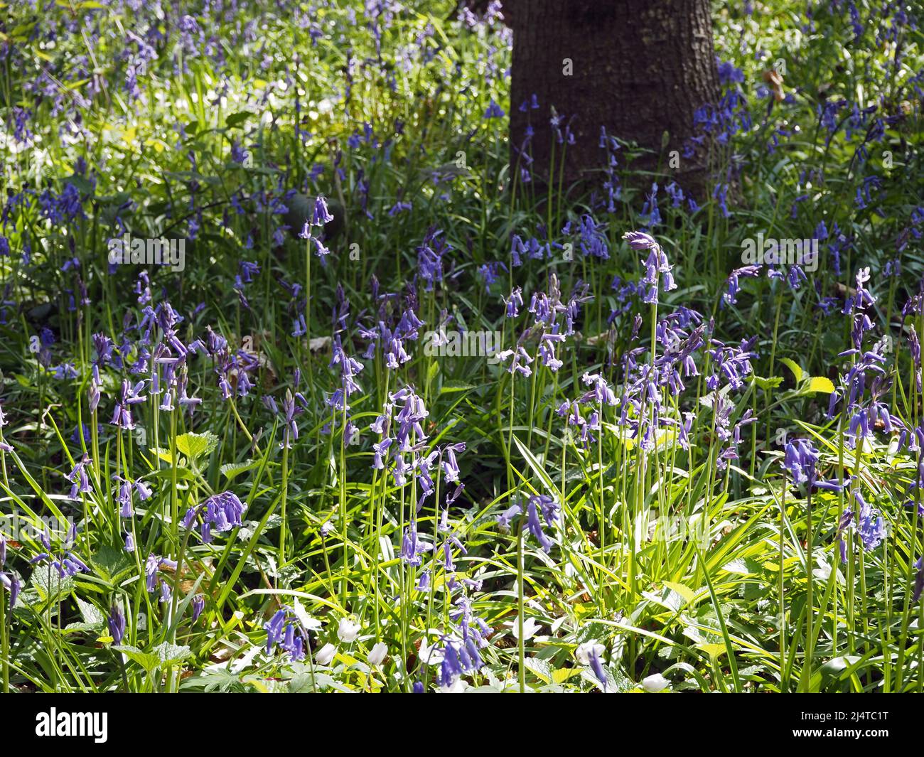 Bluebells a Holly Hill Open Space vicino a Trottiscliff nel Kent, Inghilterra Foto Stock