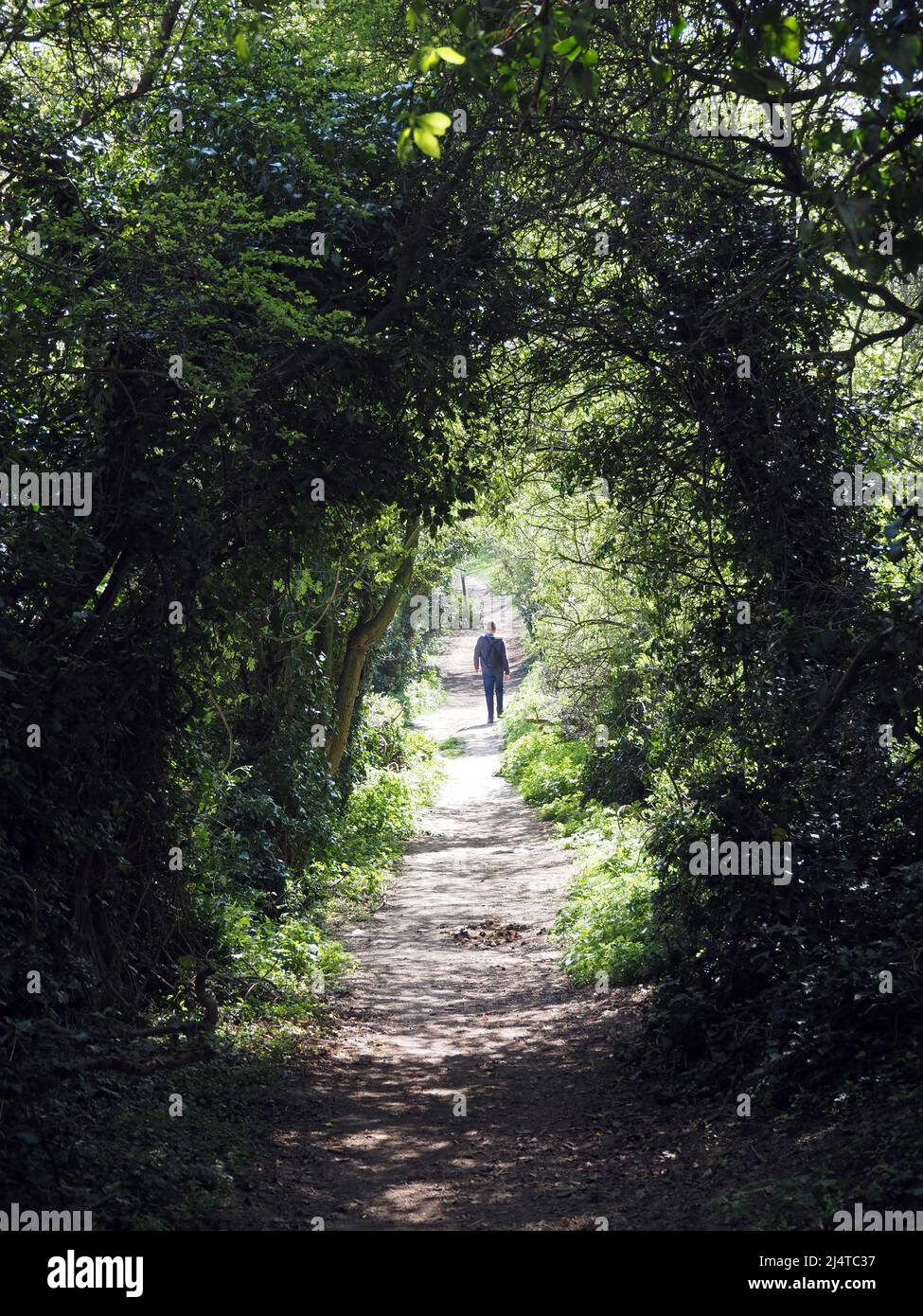 Tunnel di alberi lungo il sentiero nella campagna di North Downs nel Kent Foto Stock
