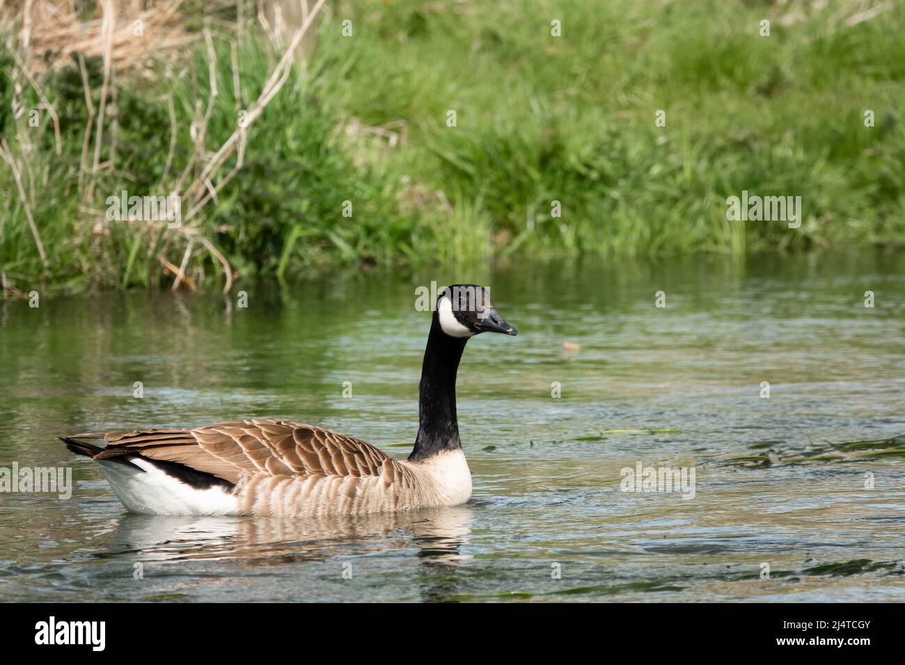 Un'oca canadese (Branta canadensis) in primavera tenendo d'occhio Foto Stock