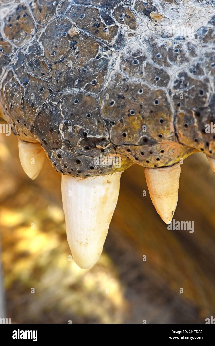 Denti a coccodrillo - primo piano Foto Stock