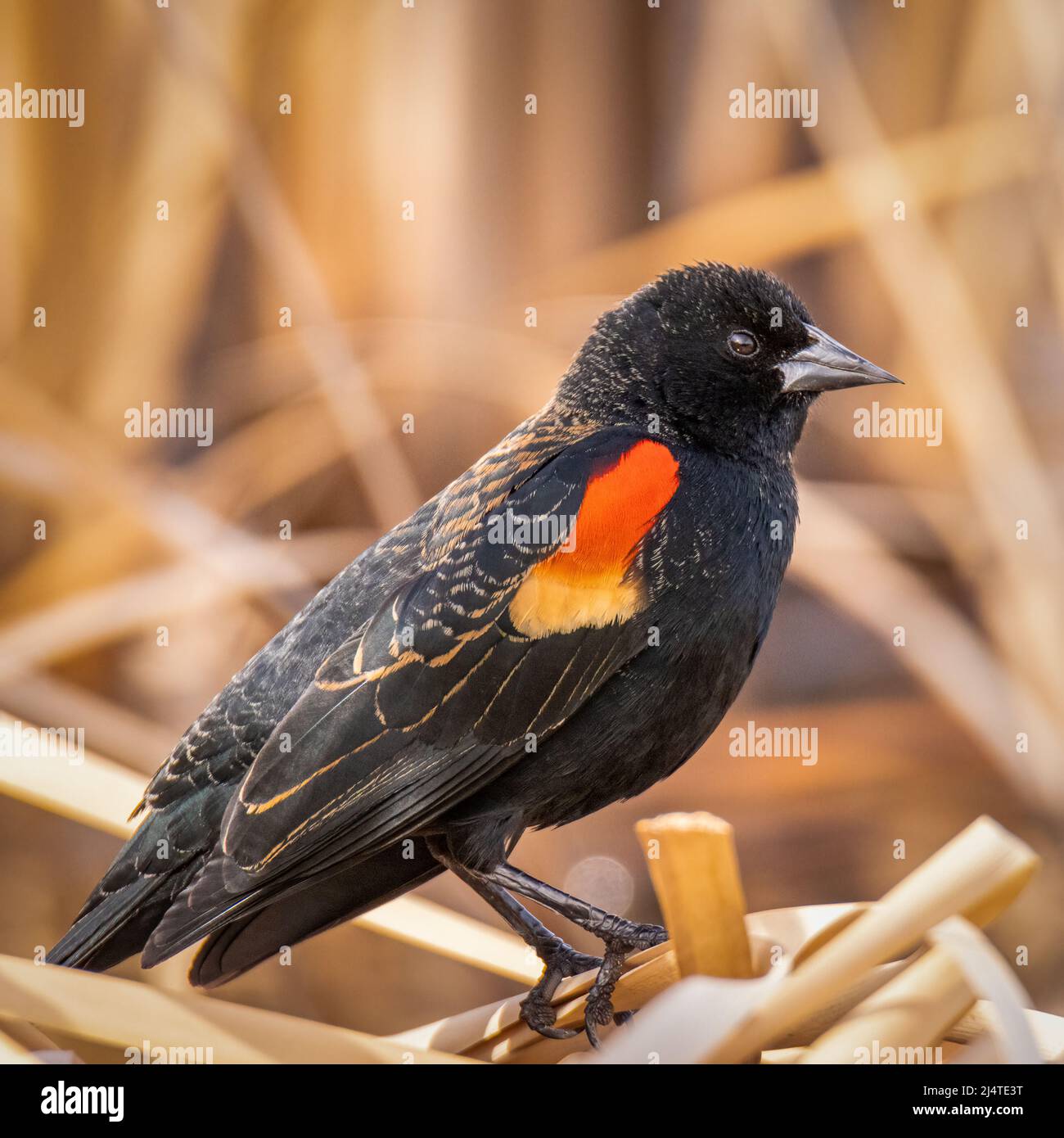 Uccello nero alare rosso (Agelaius phoeniceus) arroccato su cattails, Colorado, USA Foto Stock