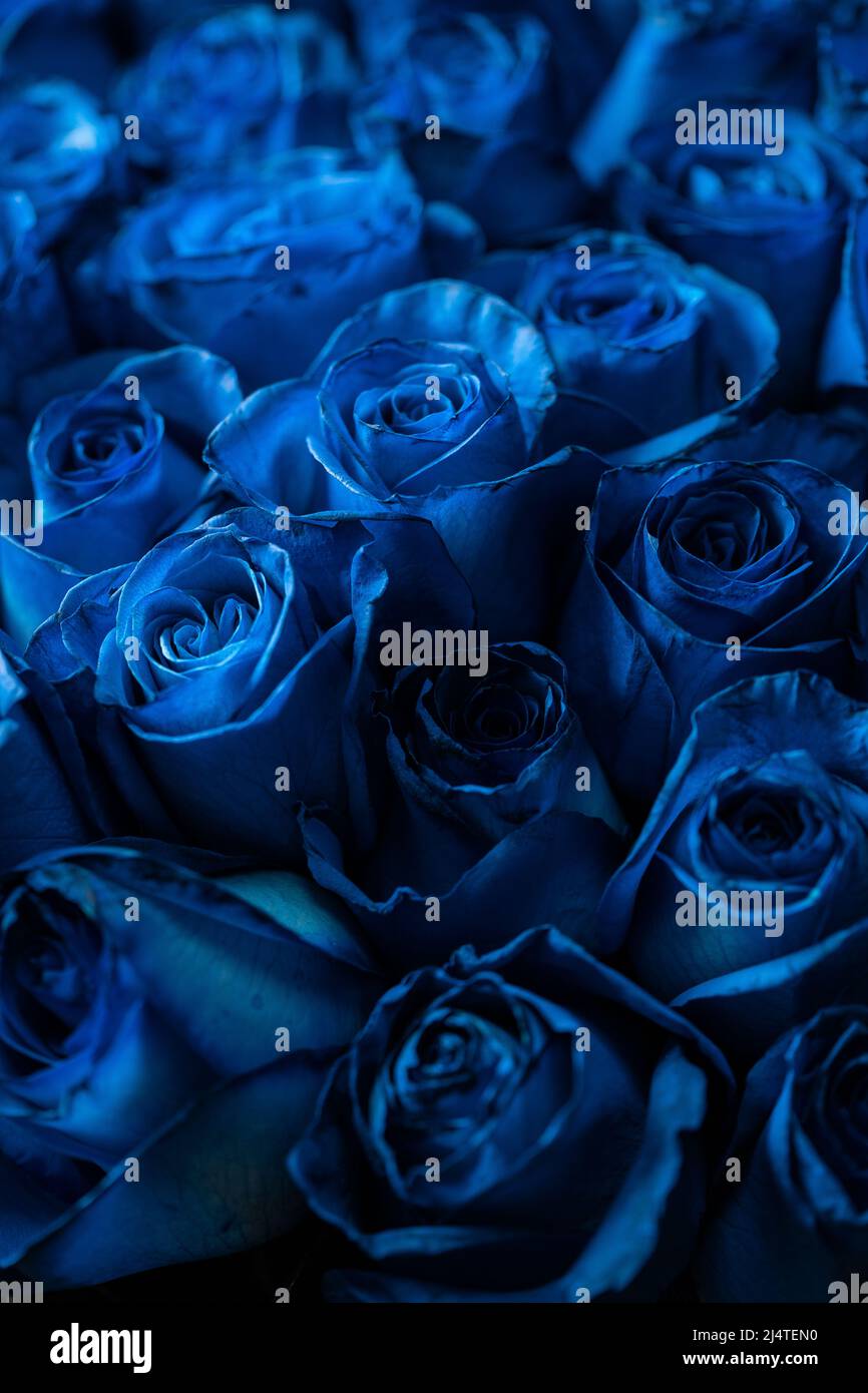 Bouquet di belle rose blu. Colore di tendenza blu classico. . San  Valentino. Messa a fuoco selettiva. Carta da parati Roses Foto stock - Alamy