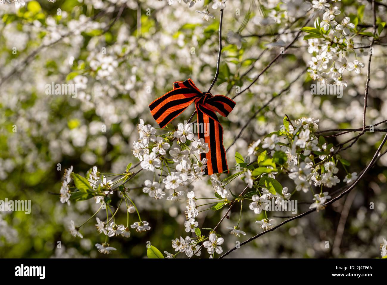 Il nastro di San Giorgio legato ai fiori di Cerry per il giorno della Vittoria del 9 maggio Foto Stock