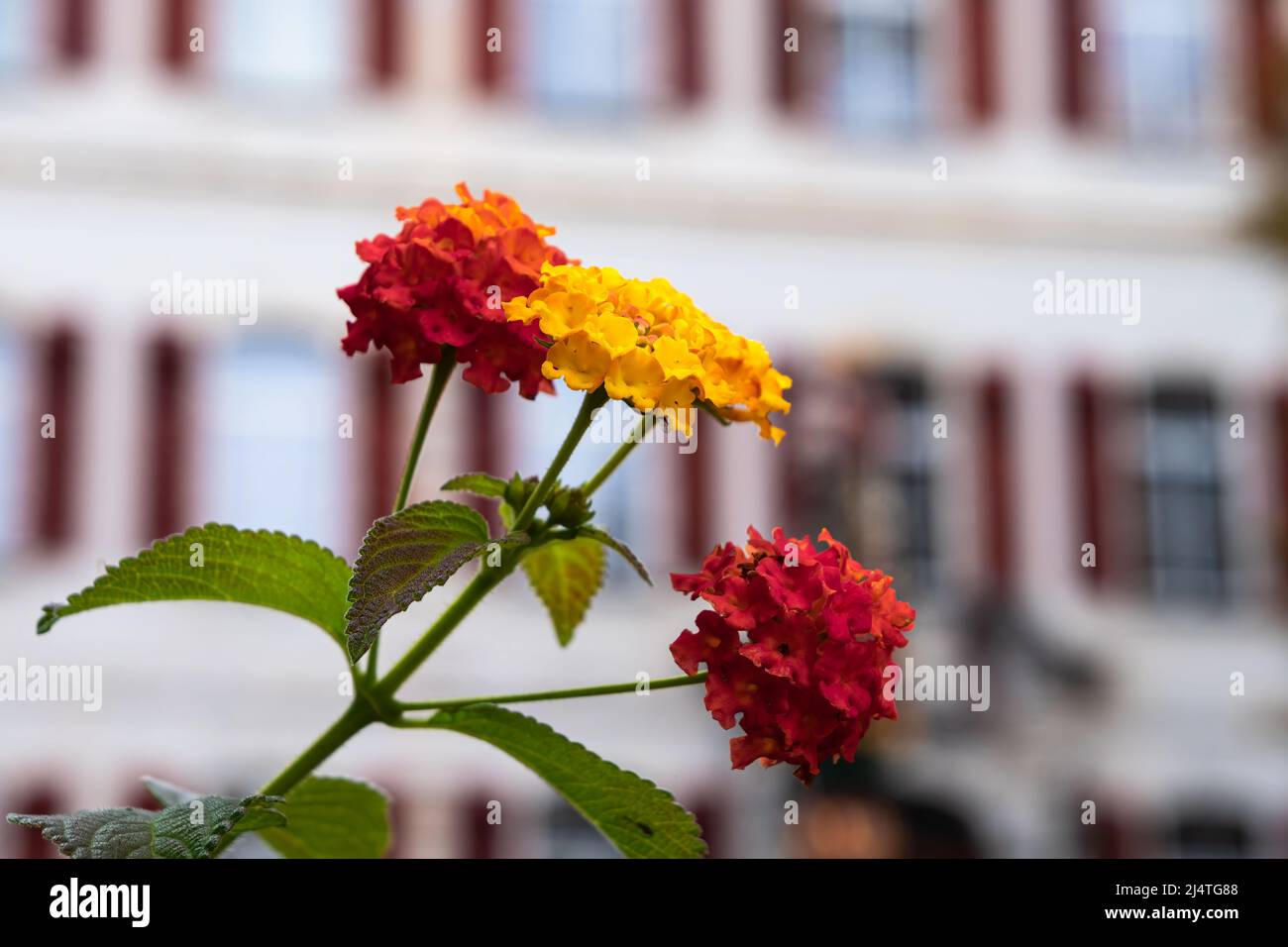 Fiori di fronte a una casa di Delemont, la capitale del cantone svizzero del Giura Foto Stock