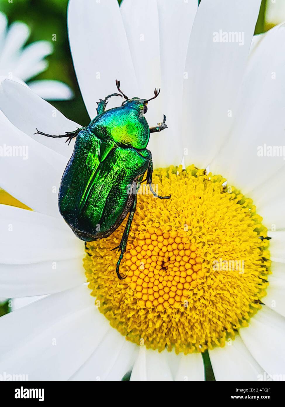 Grosso coleottero verde sul fiore. L'insetto lucido si siede su una margherita bianca. Foto Stock