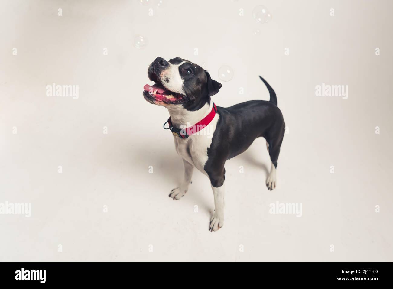 Studio girato di un adorabile felice in bianco e nero americano Staffordshire Terrier o Bulldog in piedi in studio su sfondo bianco. Foto di alta qualità Foto Stock