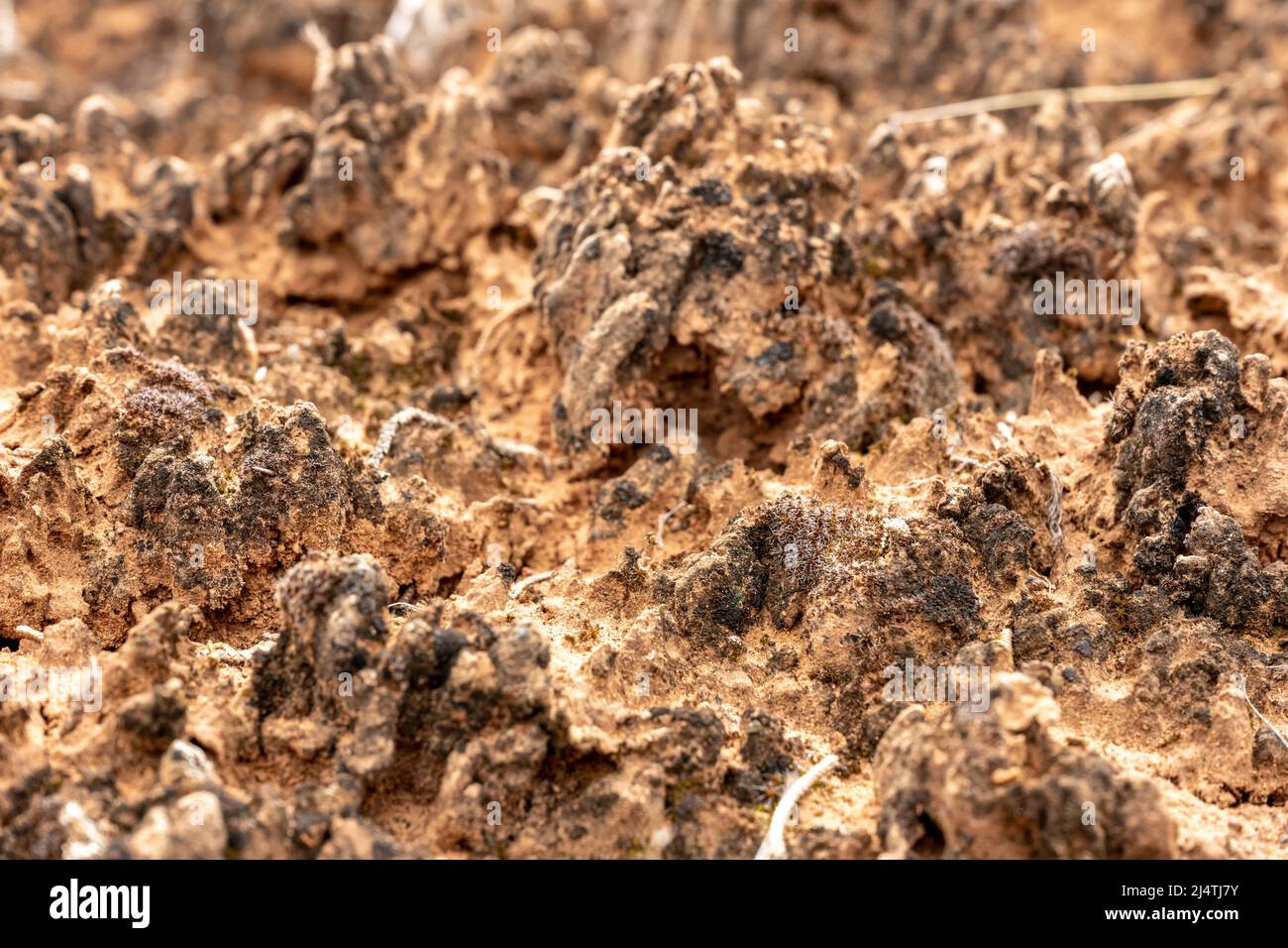 Belle texture of Desert crosta nel Canyonlands National Park Foto Stock