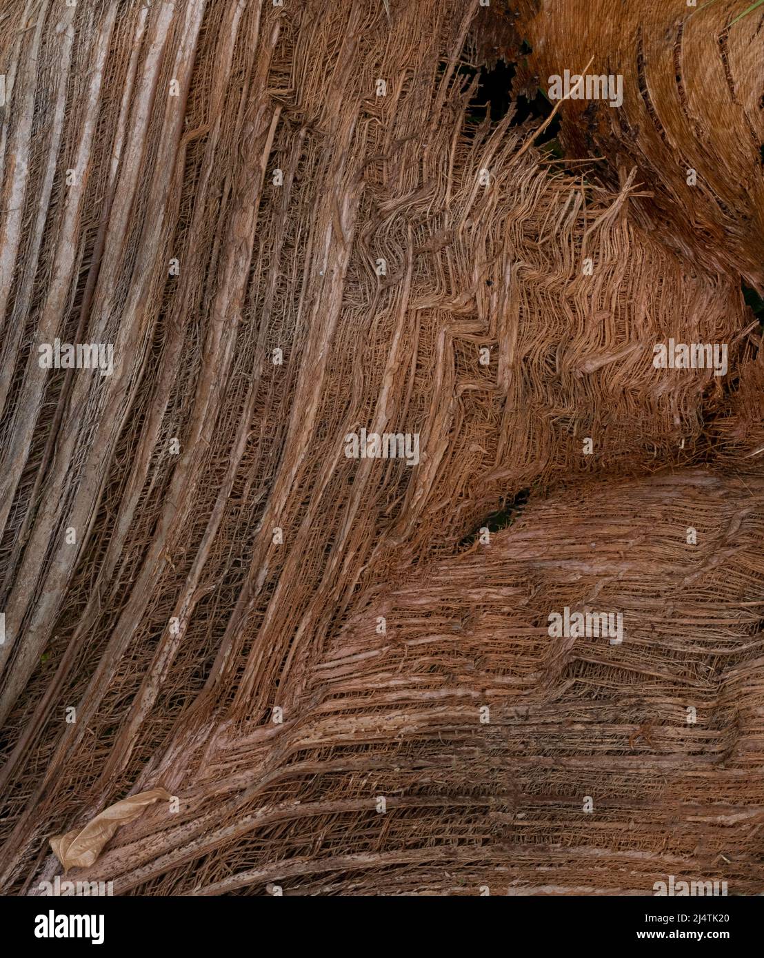 Primo piano su albero di cocco abbaio fibra texture. Sfondo macro cocco. Fibre di cocco Foto Stock