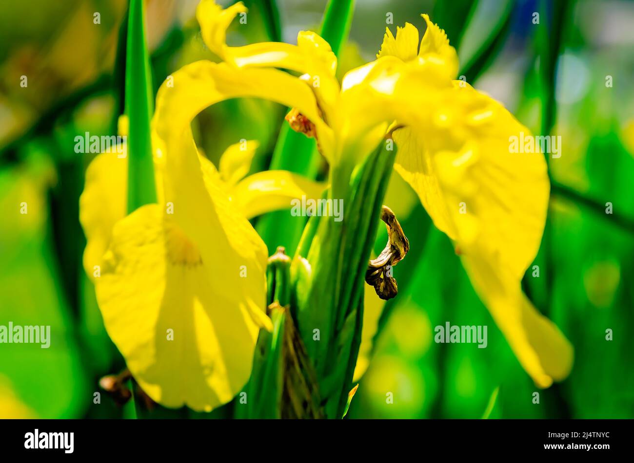 Iris bandiera gialla (Iris pseudacorus) è raffigurato in un giardino, 15 aprile 2022, a Mobile, Alabama. Foto Stock